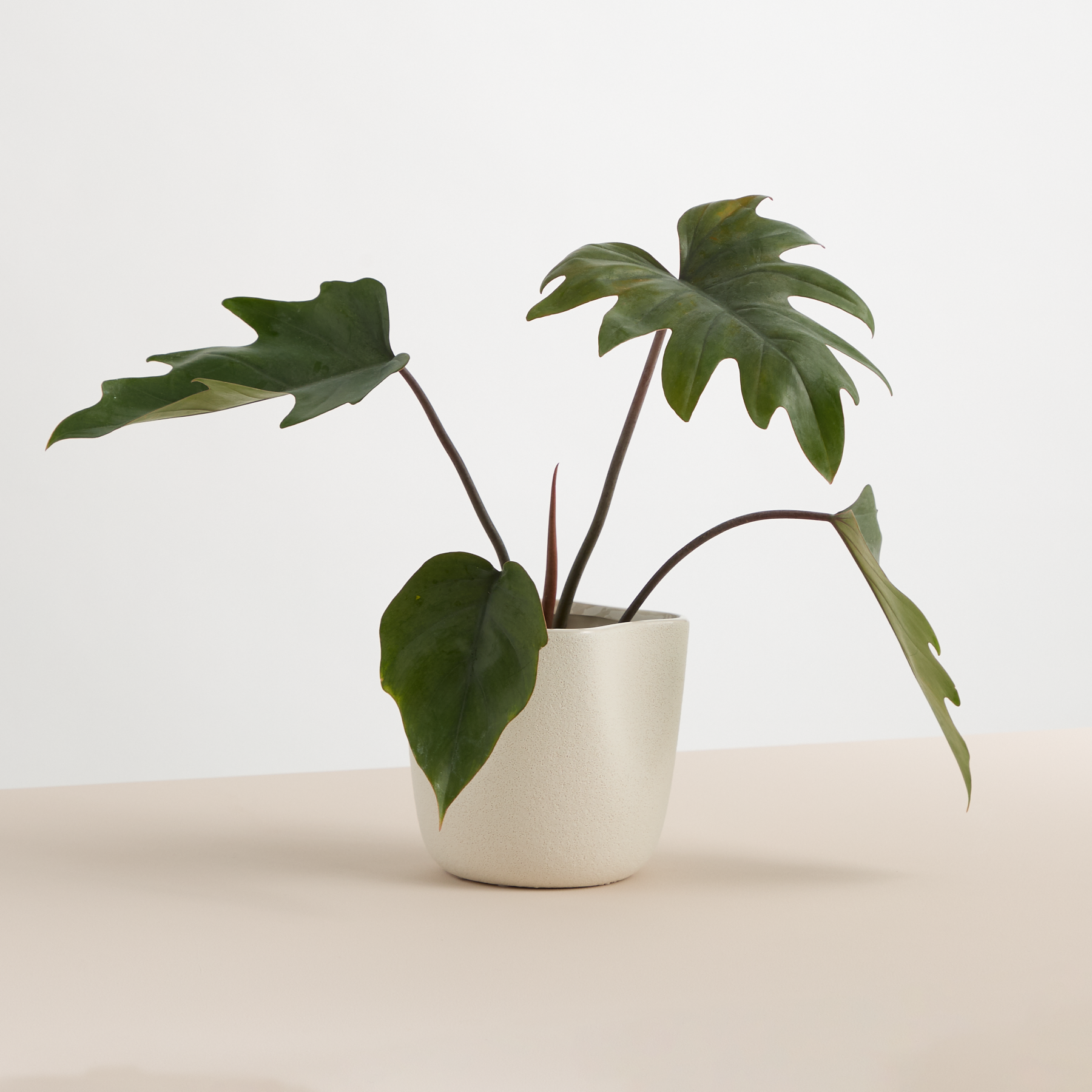 47th & Main Keramik-Übertopf Weiß, 10.2 Cm Hoch – Strukturiertes Design Für Sukkulenten & Kleine Pflanzen
