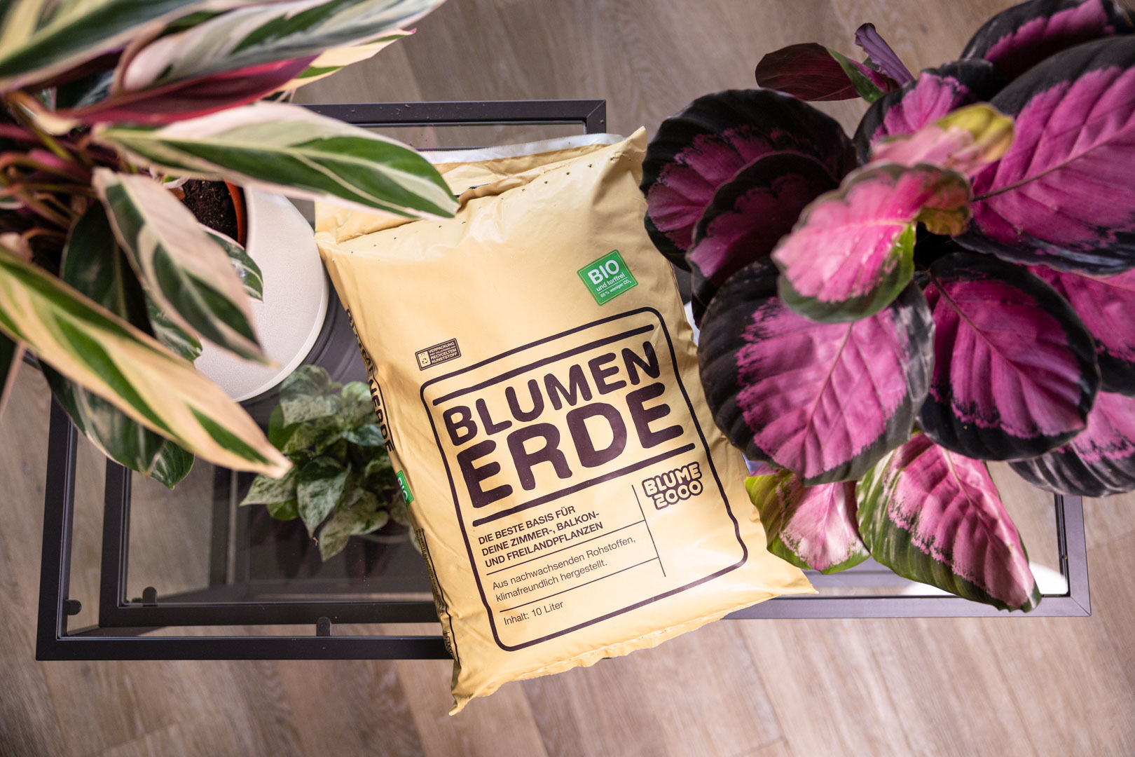 Frhjahrsputz | BLUME2000