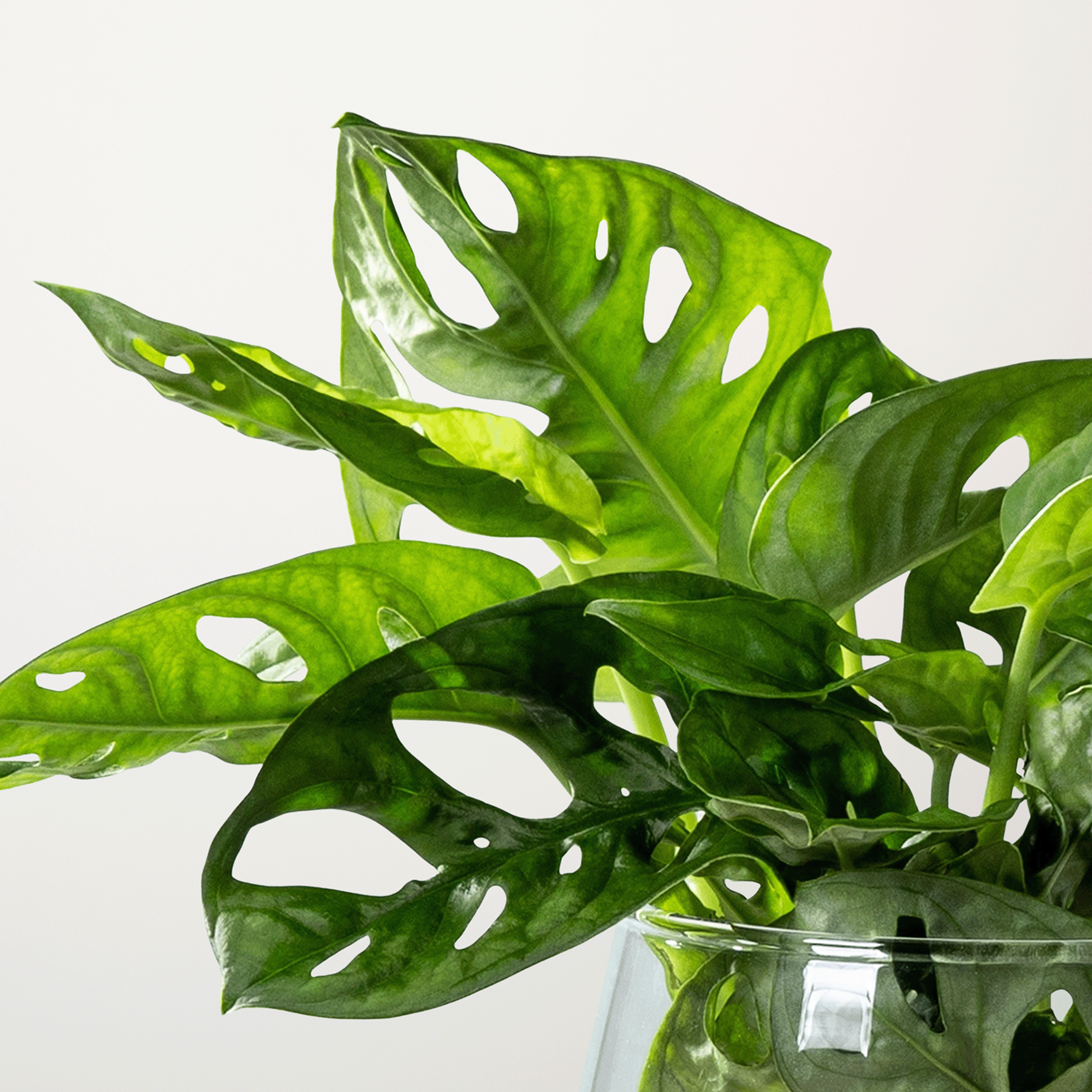 philodendron pierrelianum Philodendron pierrelianum main image 0