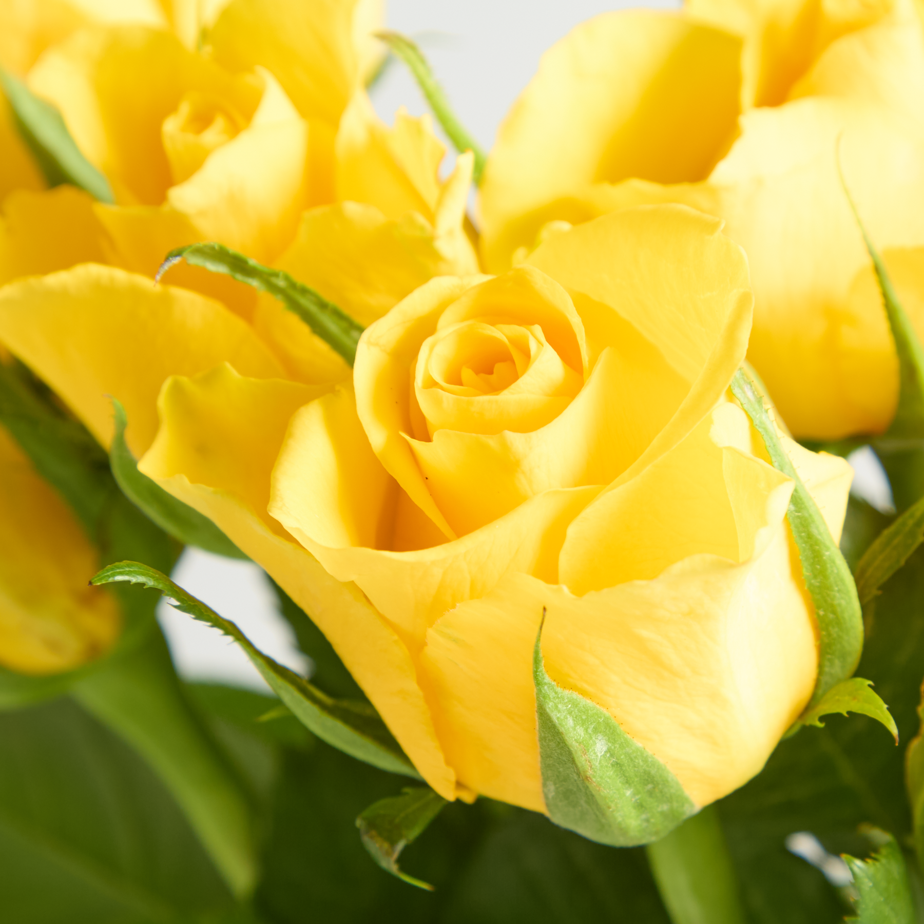 Gelbe Edelrosen als Schnittblumen