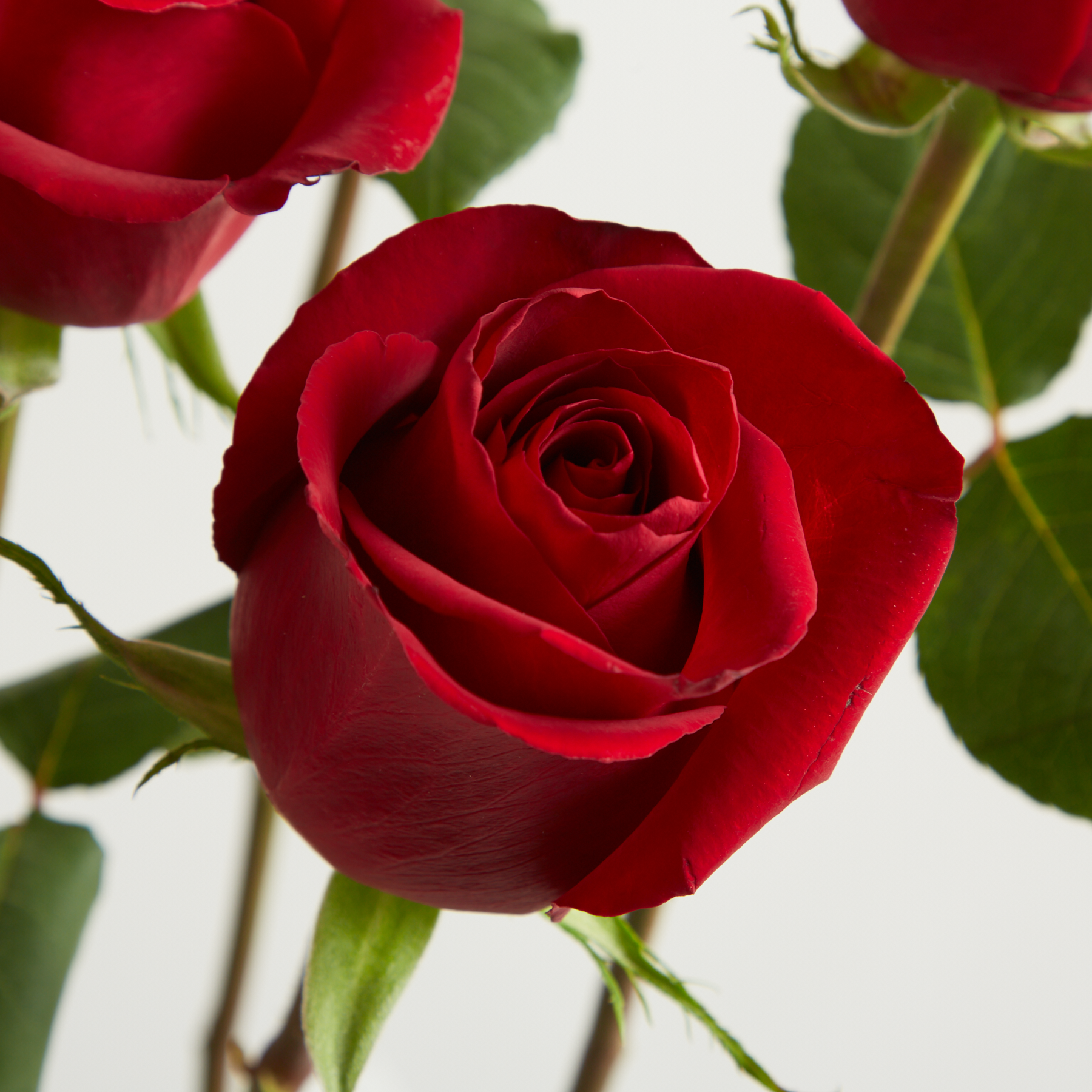 Rote Rosen 'Ever Red'
