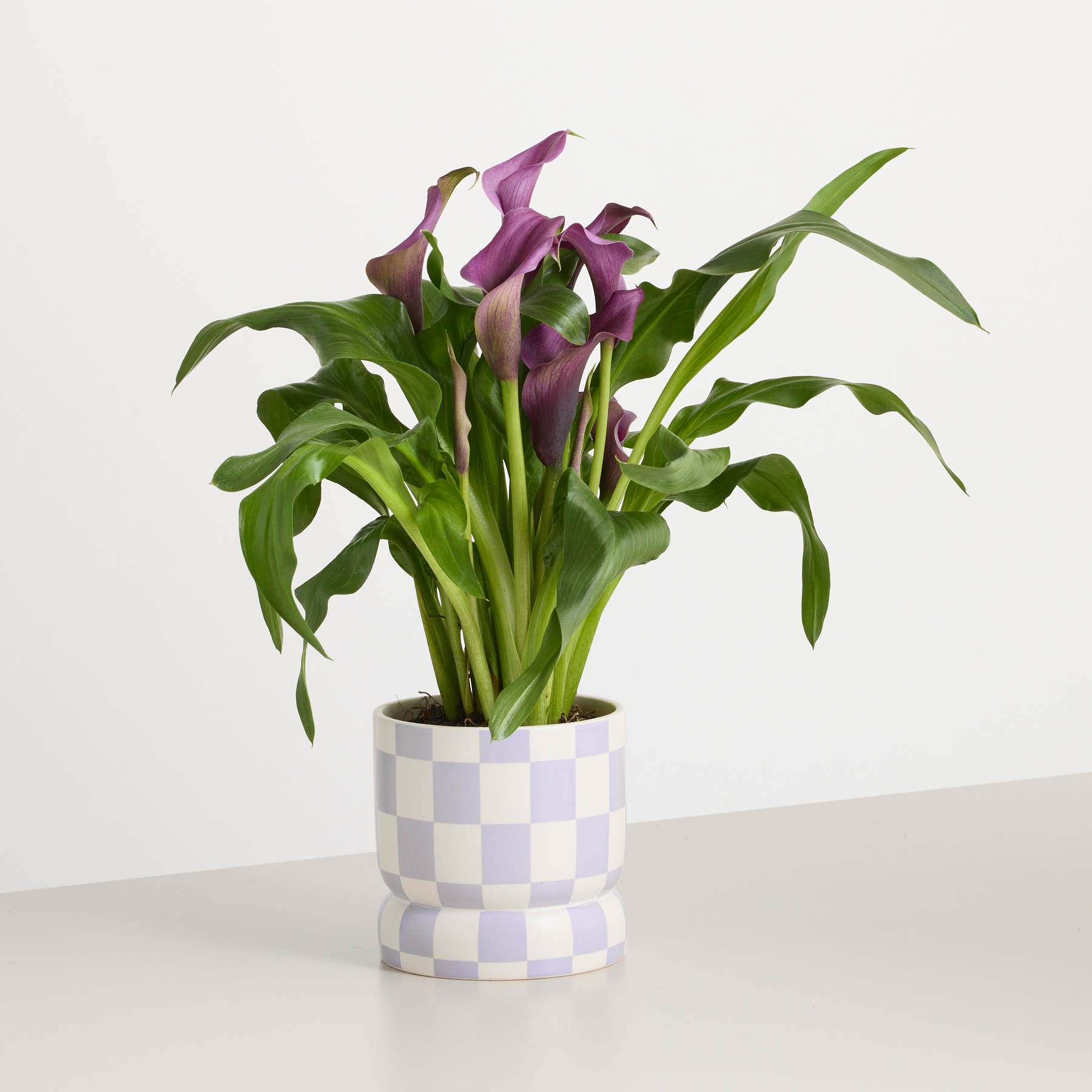 Calla als florales Stilbeispiel