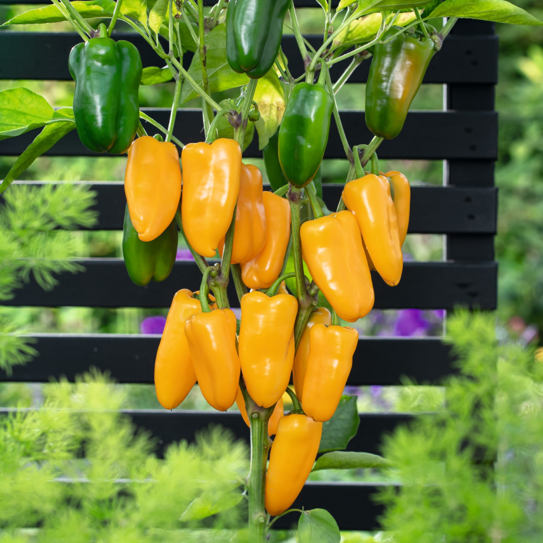 BIO Gelbe Paprika 'Snackor' M