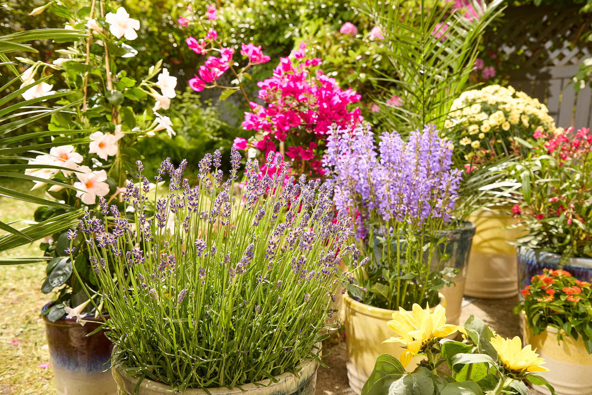 Alles fr den Garten | BLUME2000