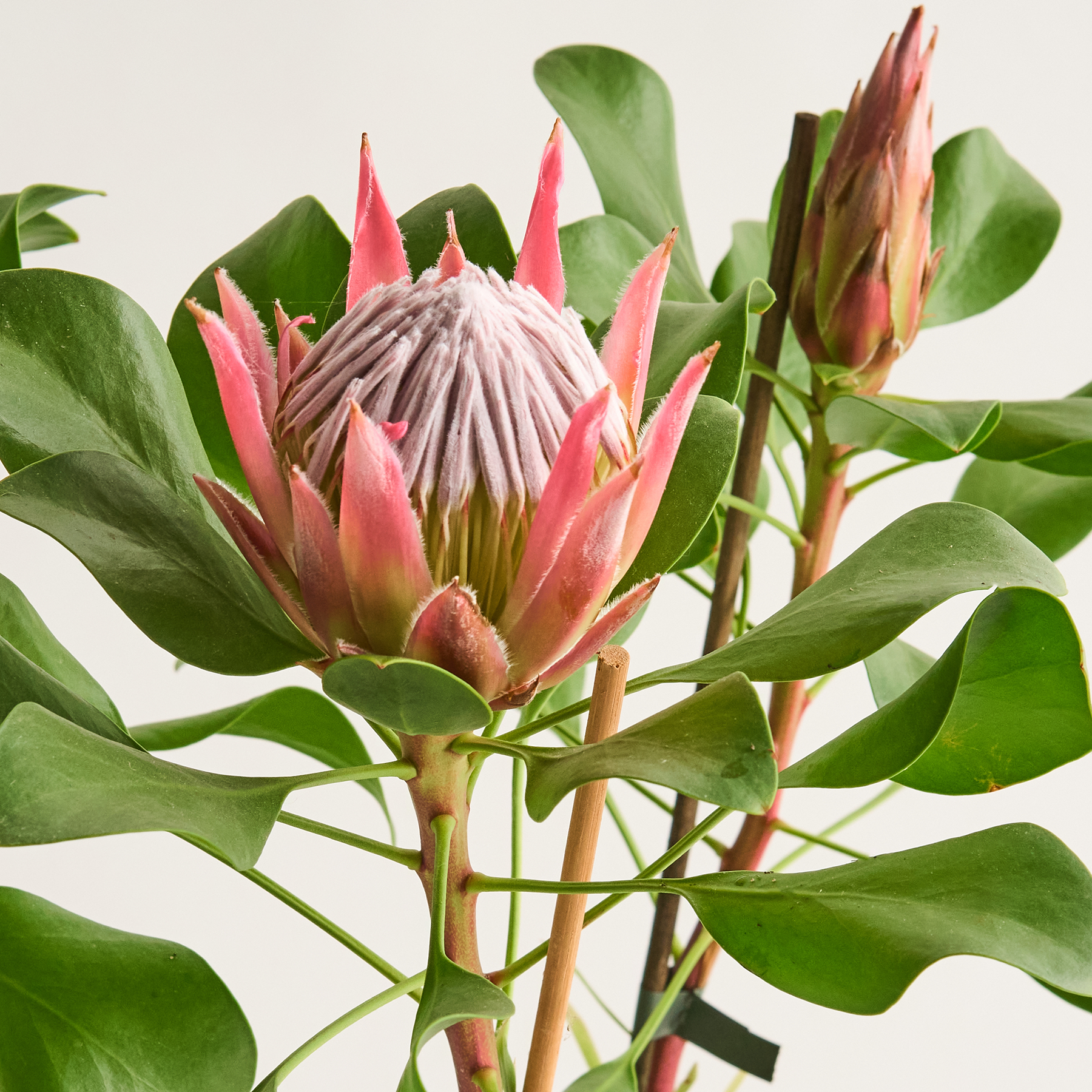 Protea