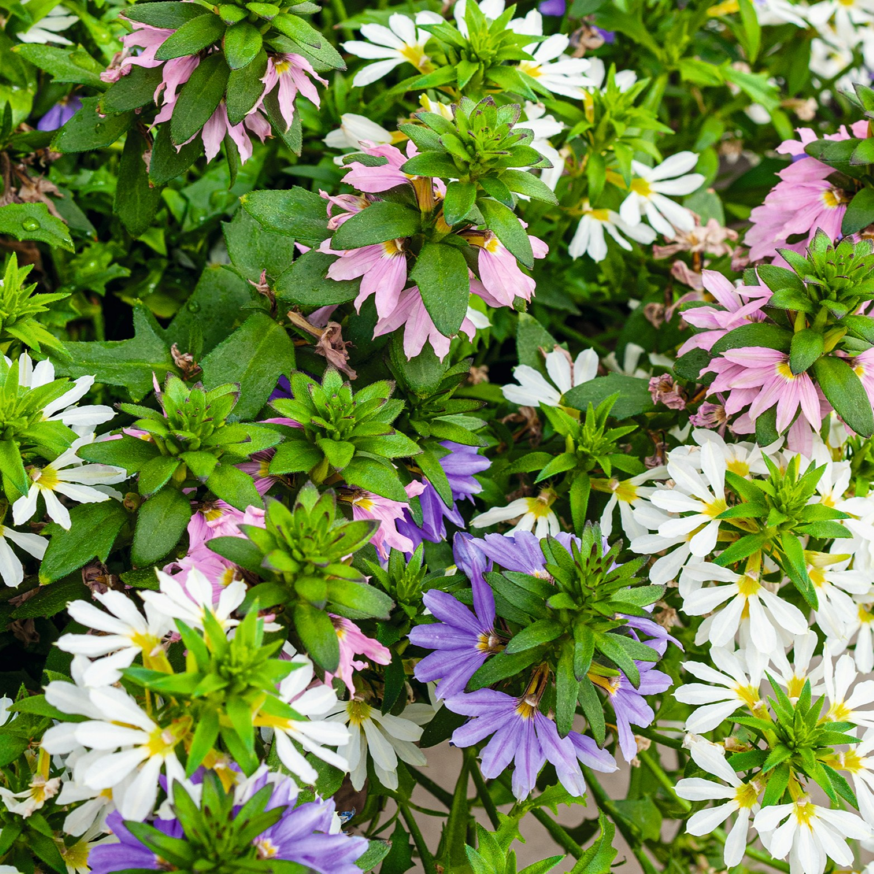 Dreifarbige Fächerblume - Ampel