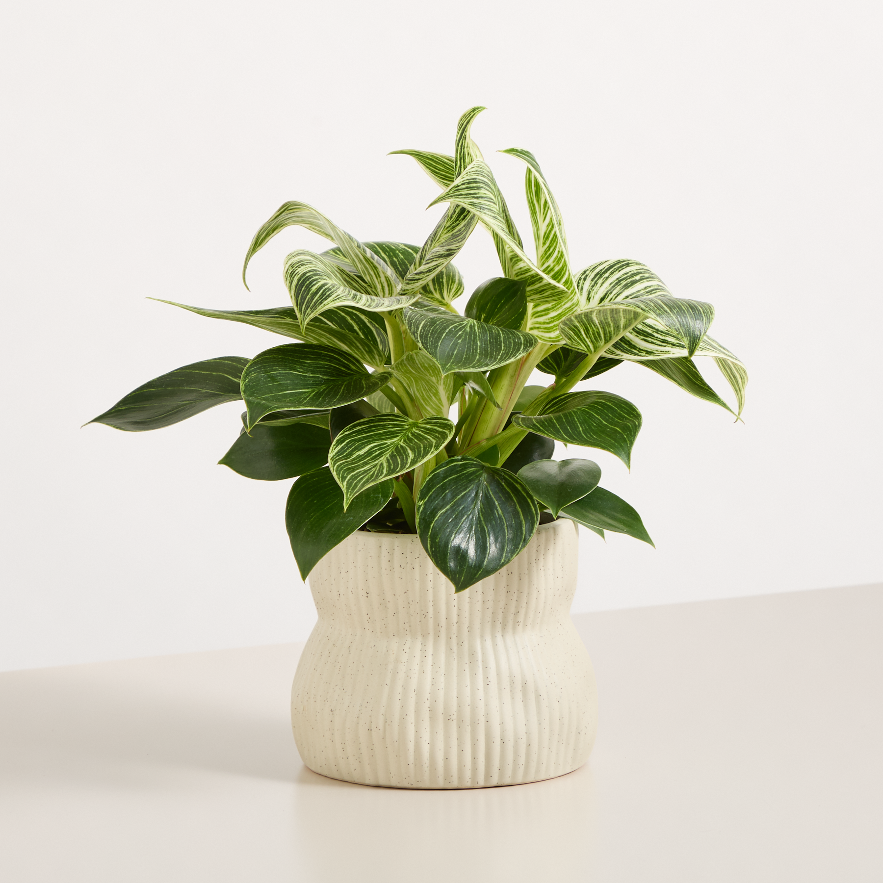 Green Harmony – Blumenstrauß von Blume2000 online bestellen