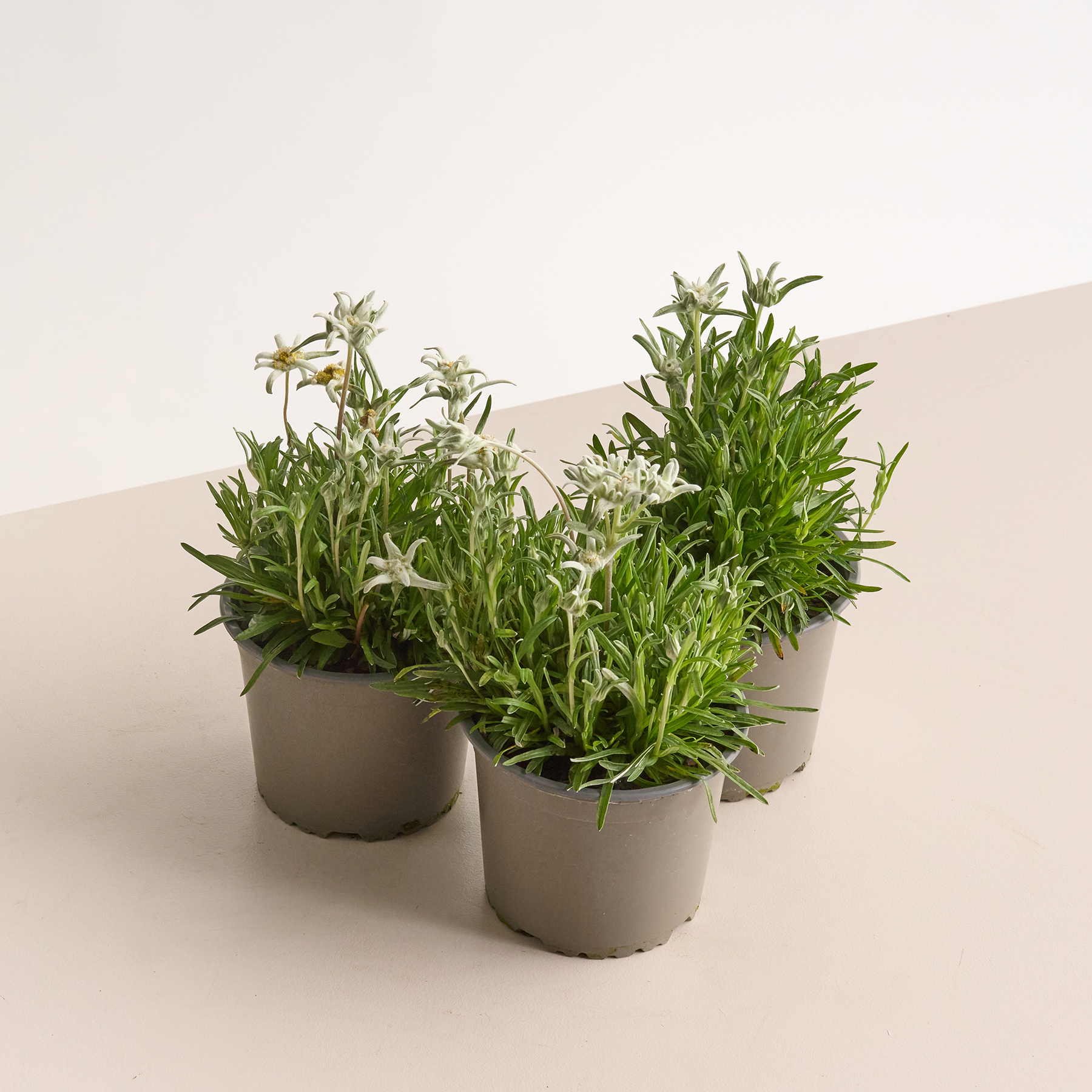 3er Set Bügelbilder Edelweiß – Gestickte Applikationen 7,2x6 Cm, Aufbügelbar Oder Aufnähbar
