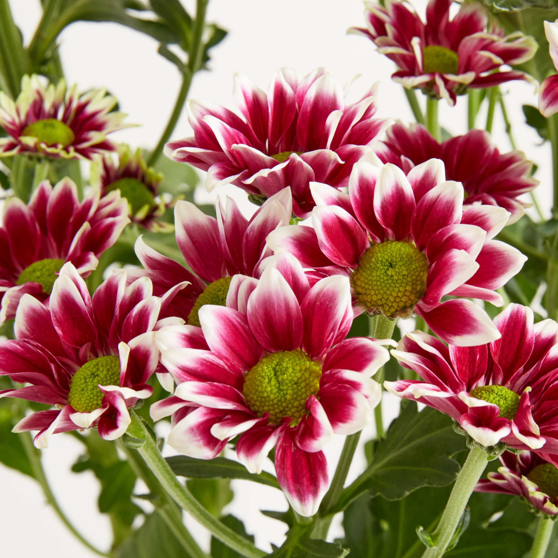 Lila Chrysanthemen als Blumenbündel
