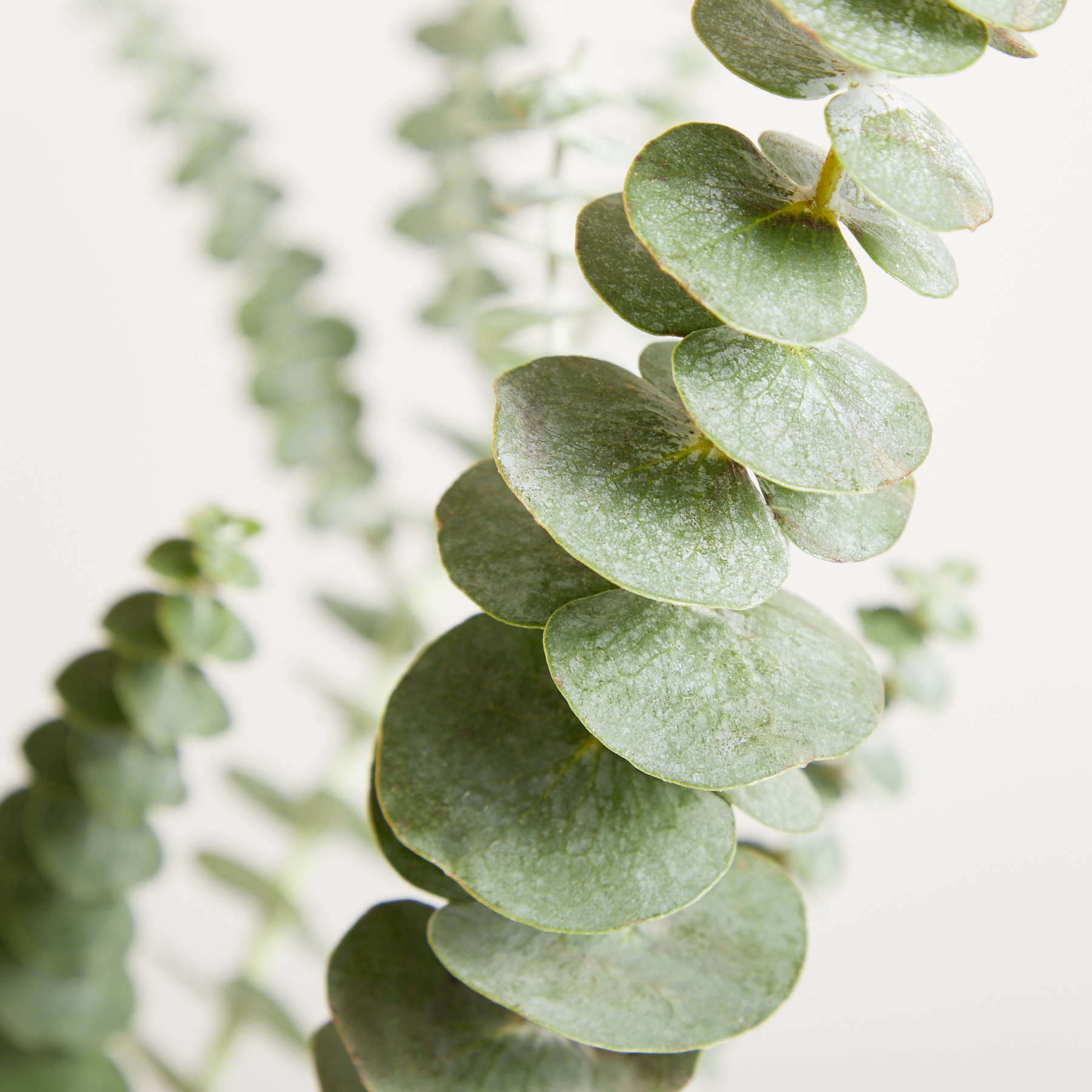 Eucalyptus Baby Blue - Bund – Blumenstrauß von Blume2000 online bestellen