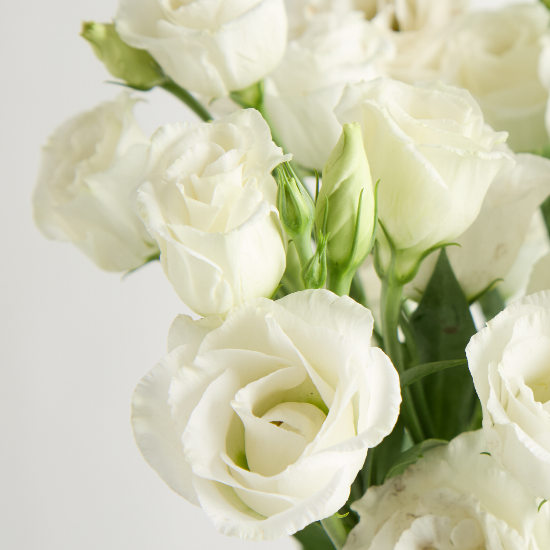 Weiße Lisianthus als saisonale Alternative