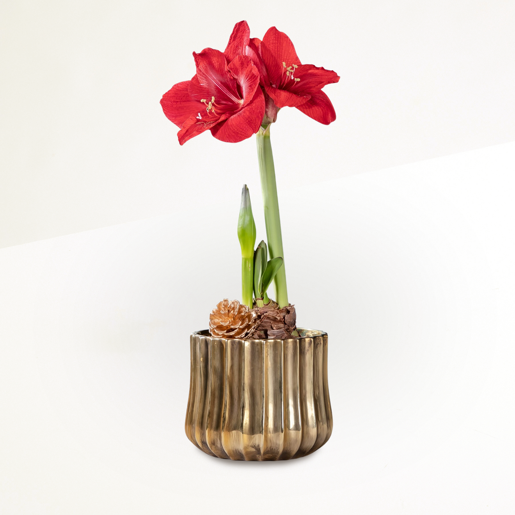Weihnachtsgeldbörsen-Set 'Forest Frost', 4 Stück Mit Umschlägen – Perfekt Für Geld, Gutscheine & Geschenkkarten, 16x9 Cm