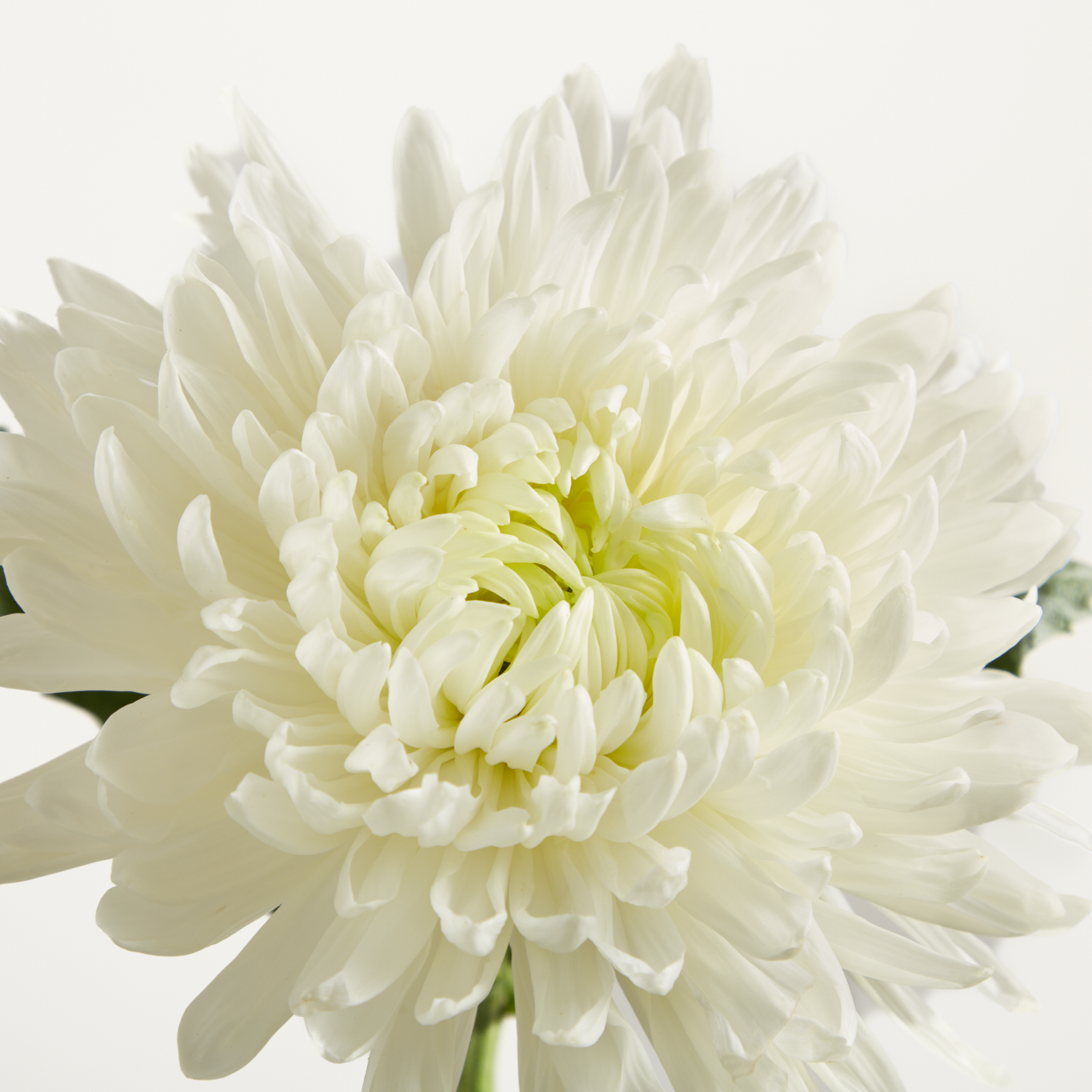 Weiße Deko Chrysanthemen