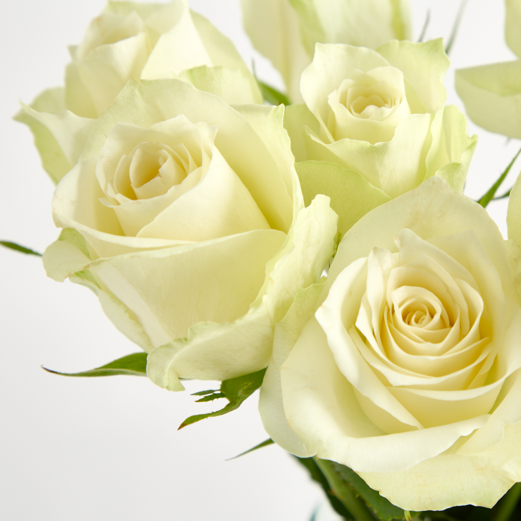Weiße Edelrosen 'Luna' – Blumenstrauß von Blume2000 online bestellen