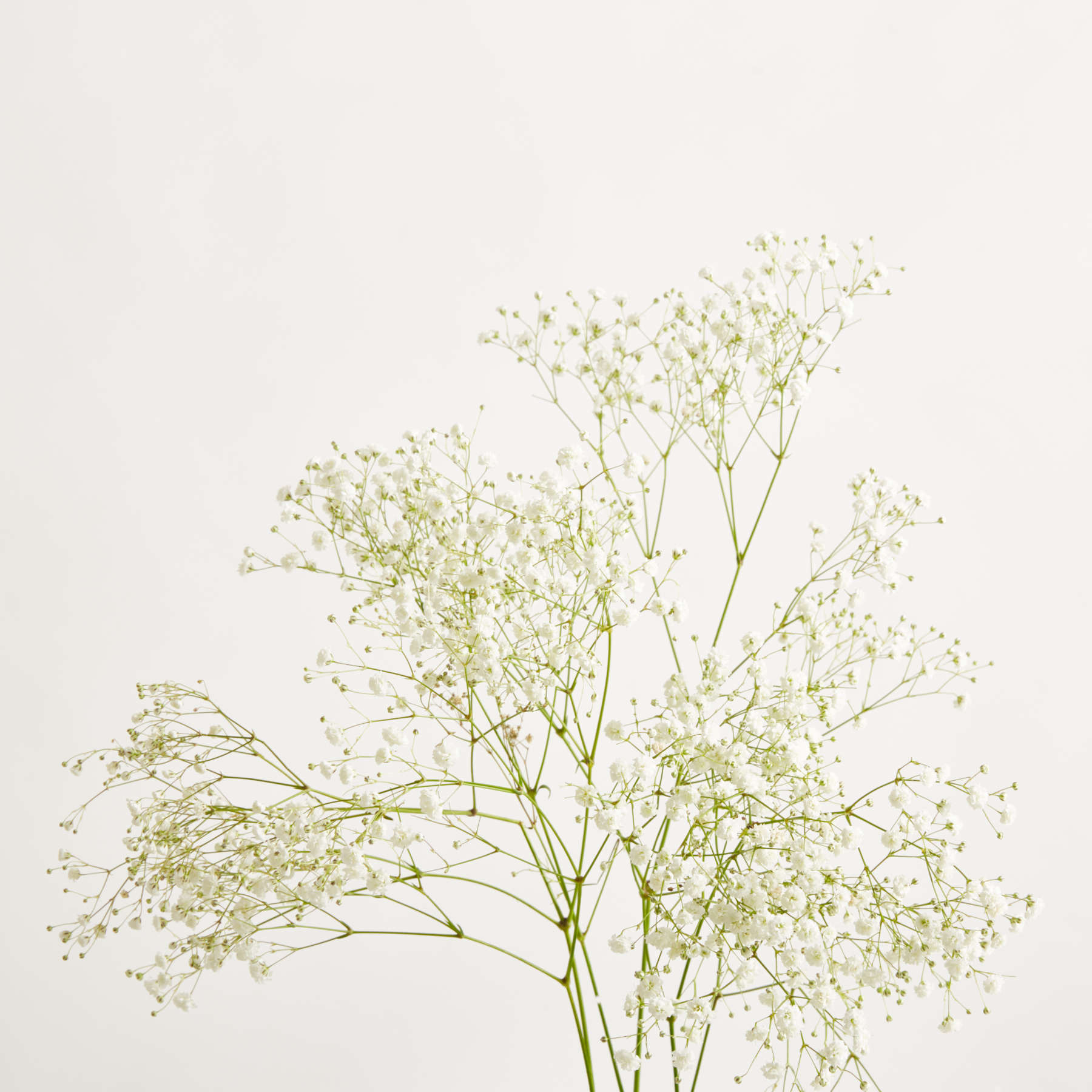 Weißes Schleierkraut 'Gypsophylla' – Blumenstrauß von Blume2000 online bestellen