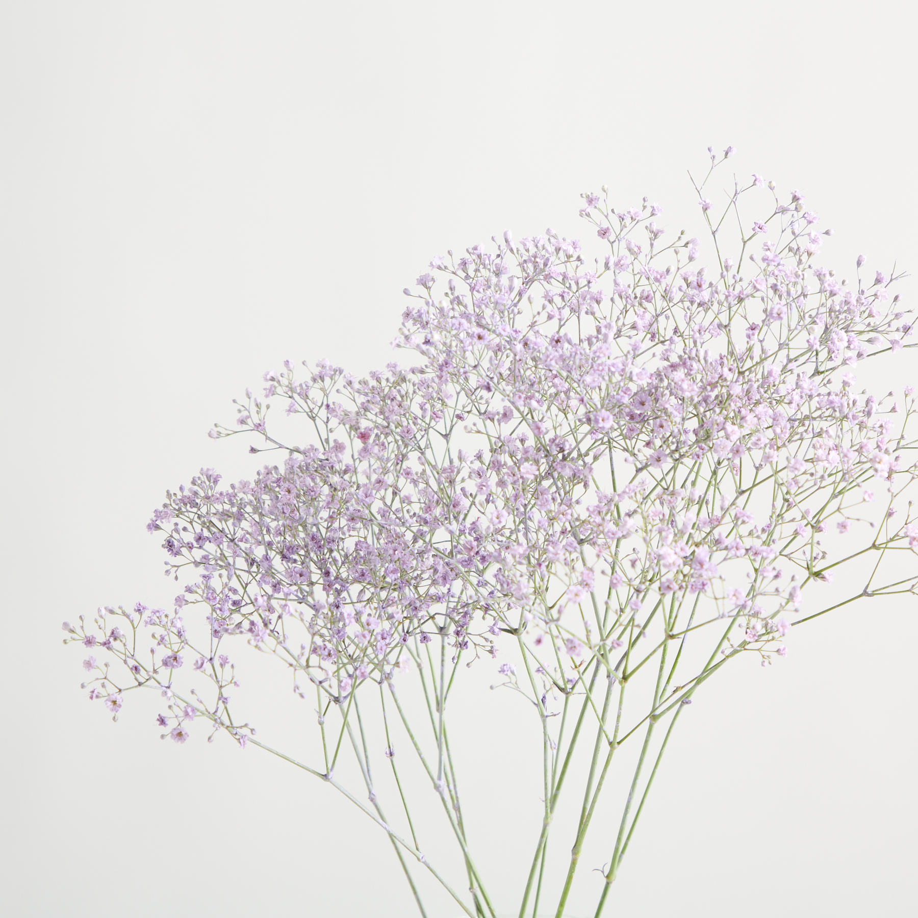 Lila Schleierkraut 'Gypsophylla' – Blumenstrauß von Blume2000 online bestellen