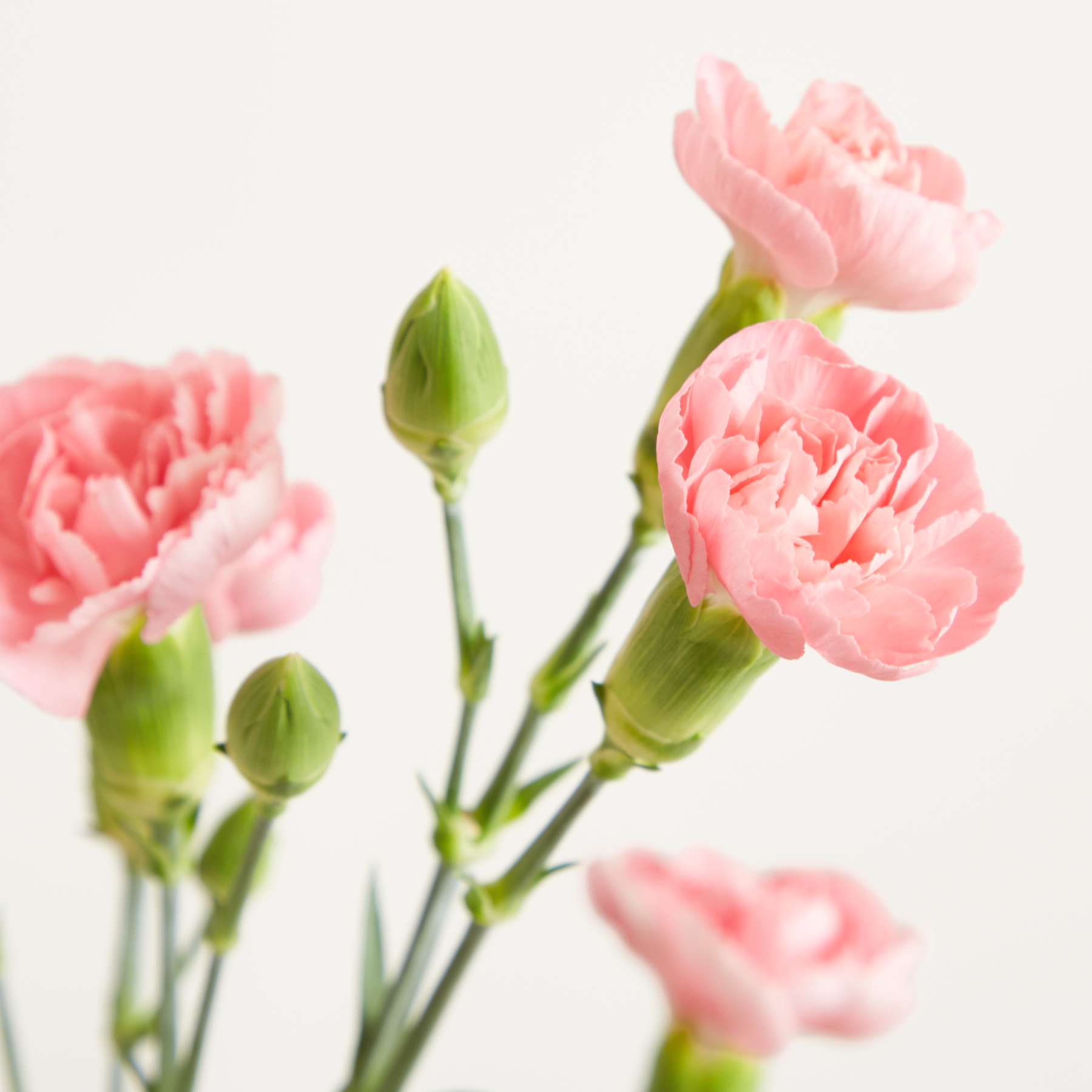 Pinke verzweigte Nelke als Blumenbündel