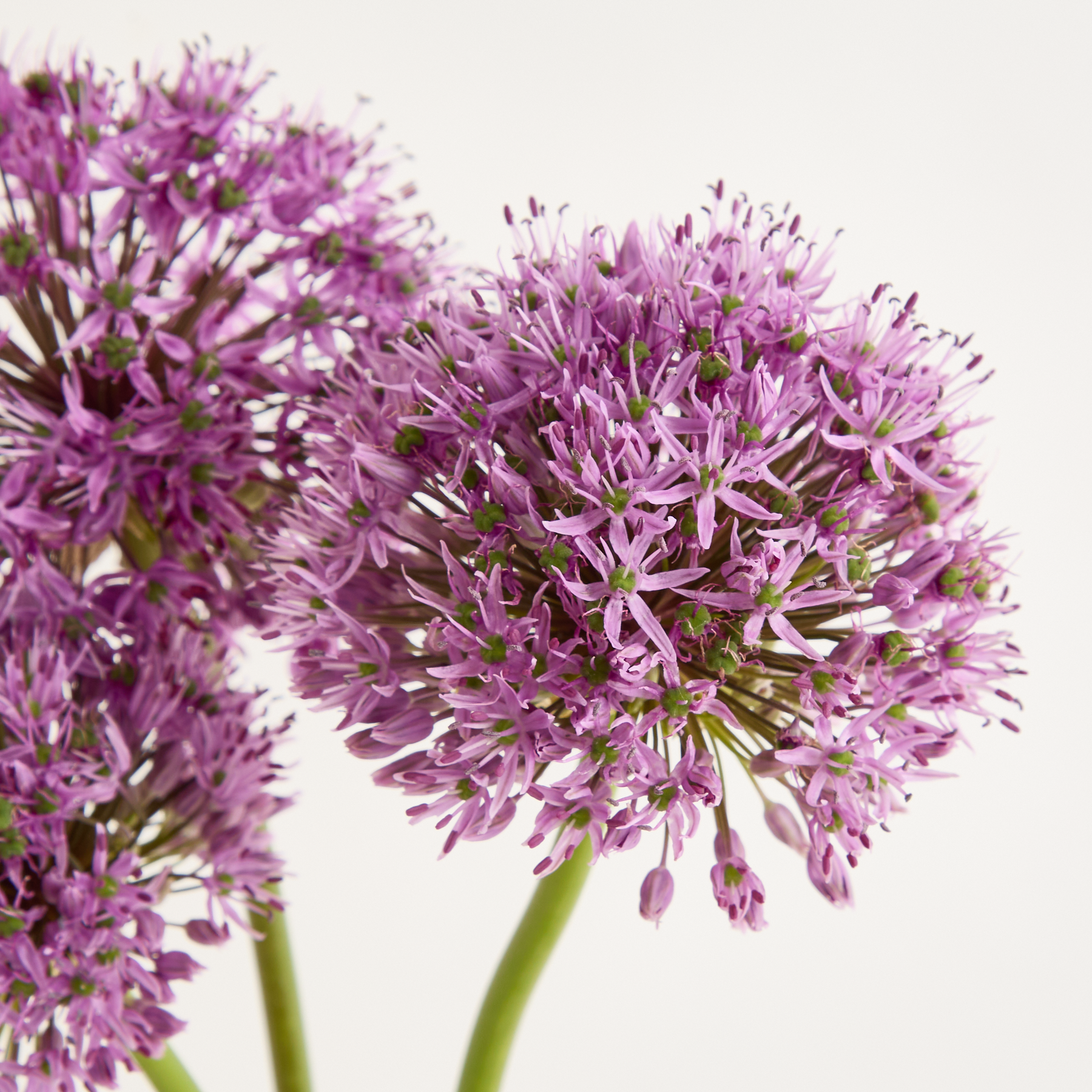 Lila Allium als einzelnes Blumenbündel