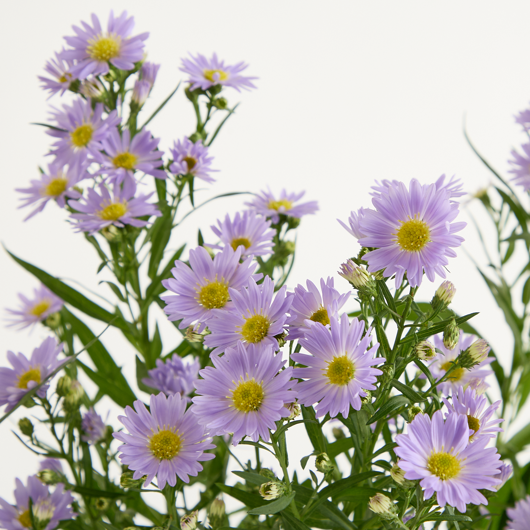 Lila Astern – Blumenstrauß von Blume2000 online bestellen