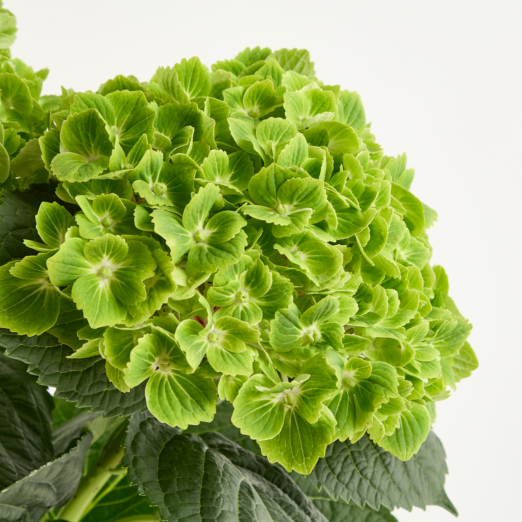 Grüne Hortensien als Schnittblumen