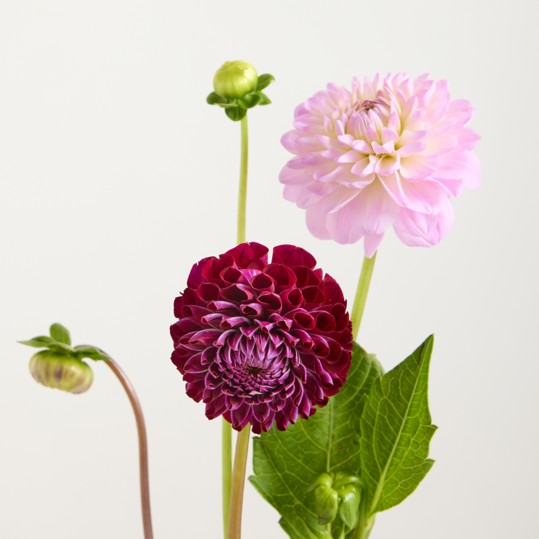 Lila Dahlien als Blumenbündel