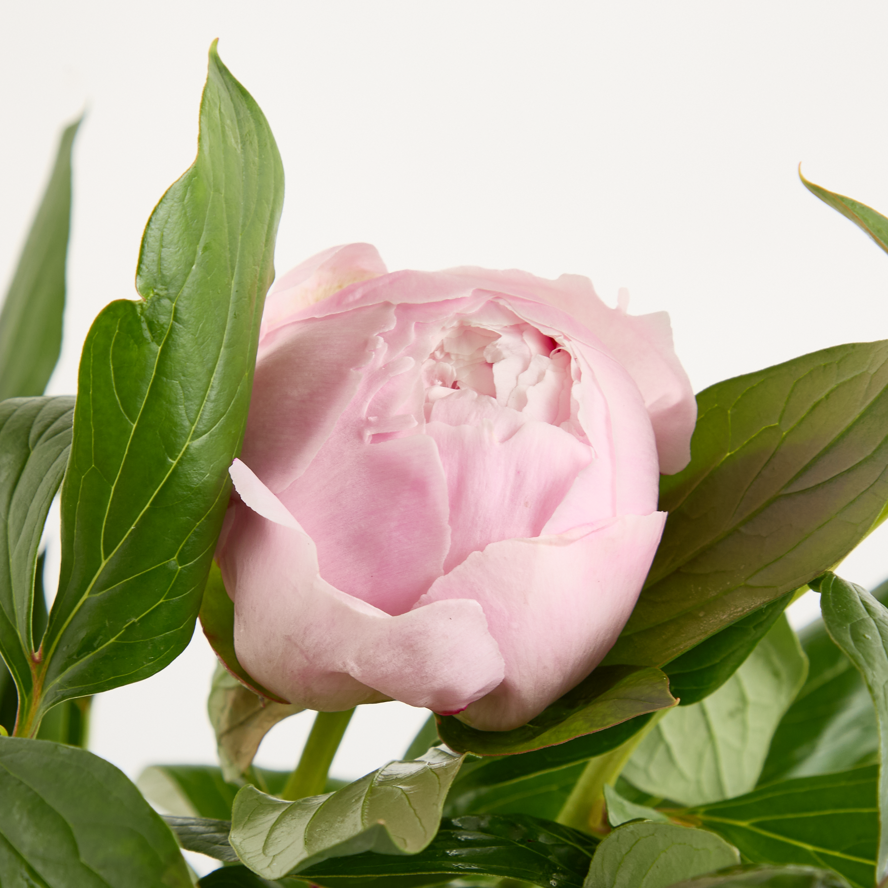 Rosa Pfingstrosen als Blumenbündel