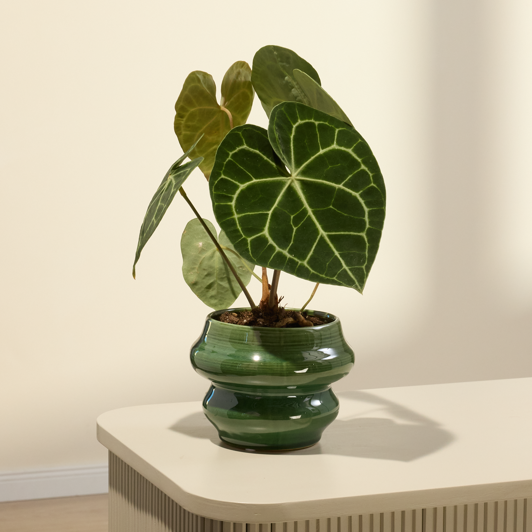 zamioculcas zamiifolia black variegata Zamioculcas zamiifolia Raven Black Variegated main image 0