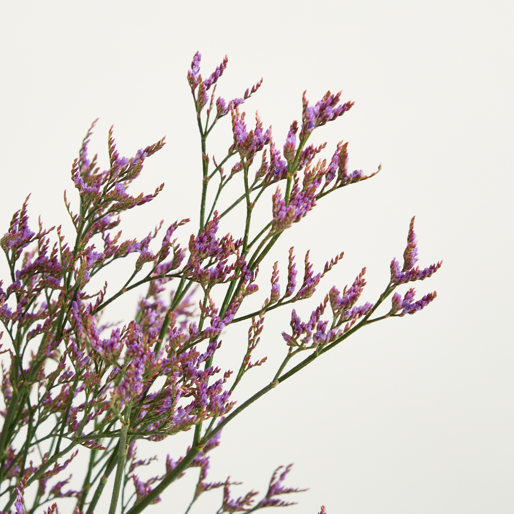 Lila Limonium – Blumenstrauß von Blume2000 online bestellen