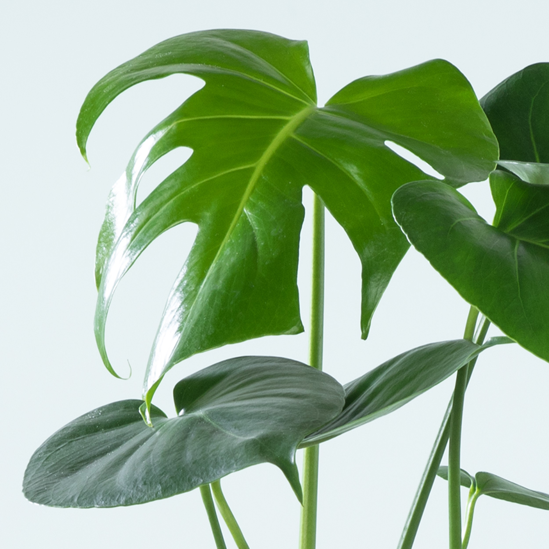 philodendron amplissimum Epipremnum Amplissimum Silver | Uprooted