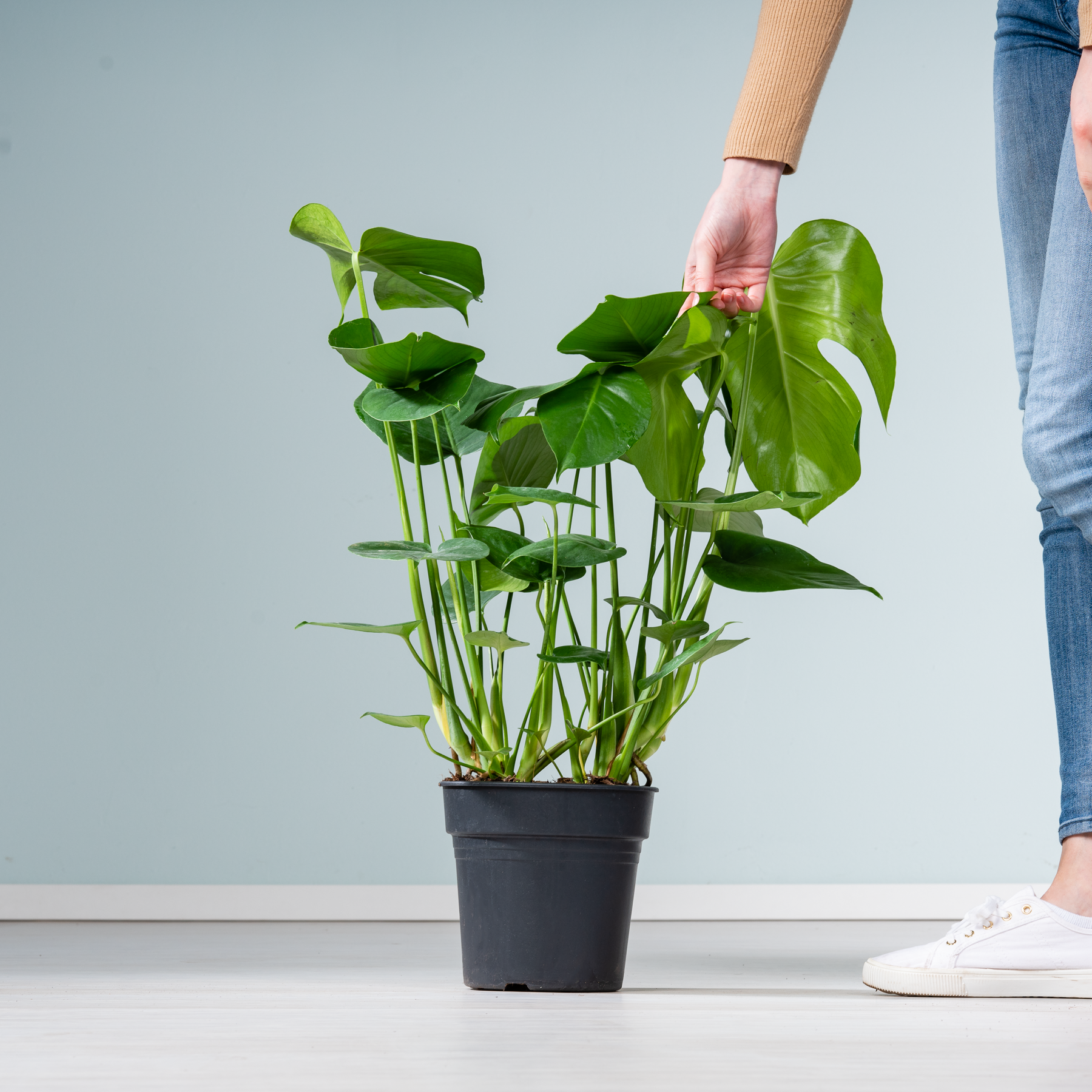 philodendron atlantis Philodendron Atlantis – Plant Studio LLC