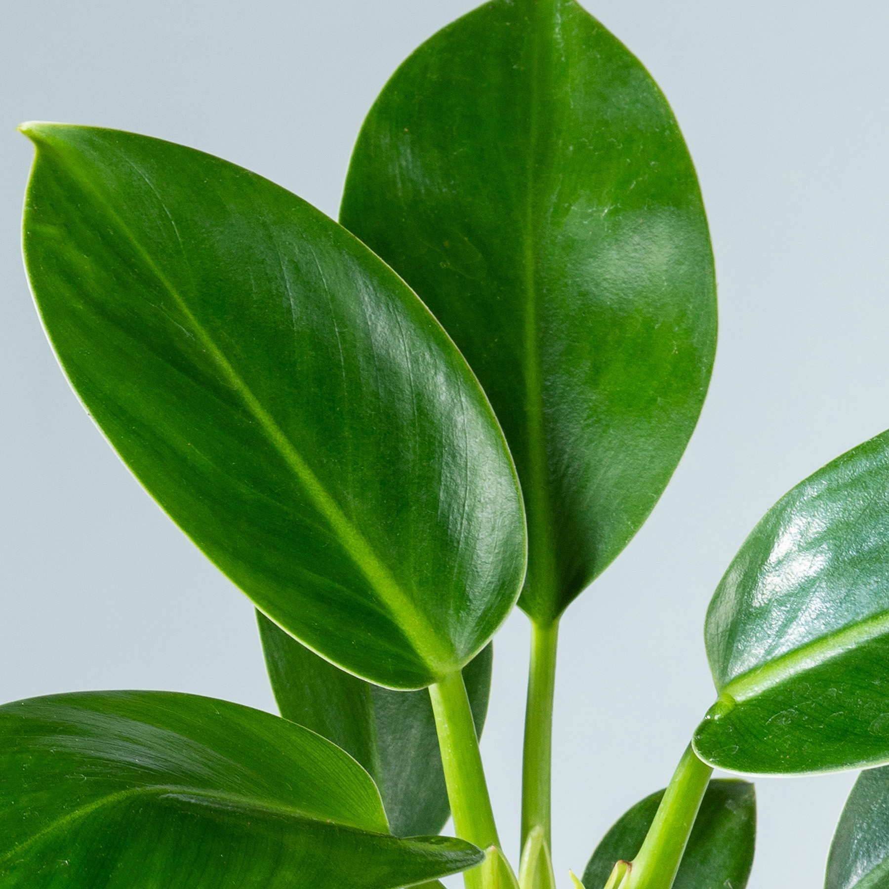 Philodendron 'Green Princess'