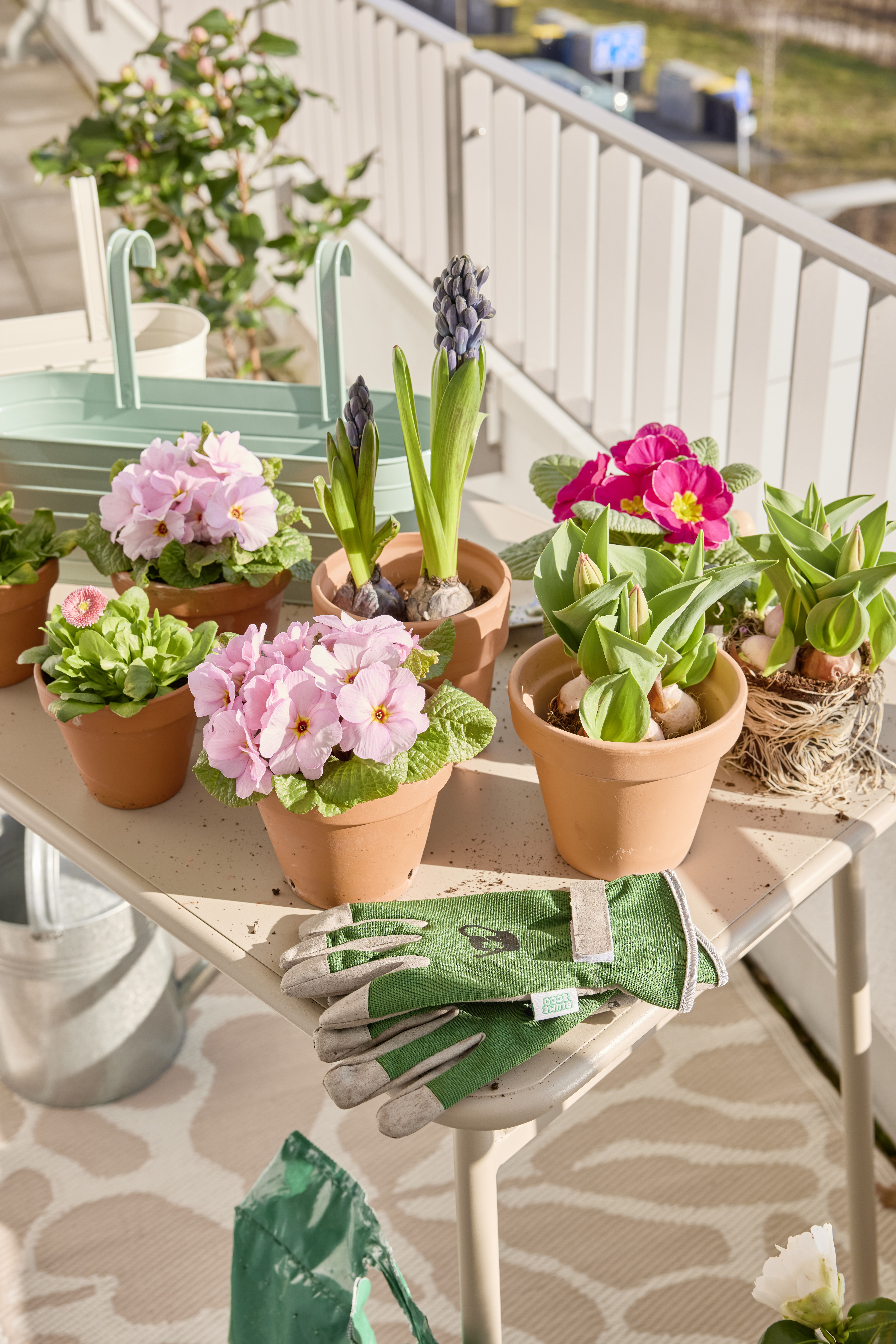 Pflanzen online kaufen | BLUME2000
