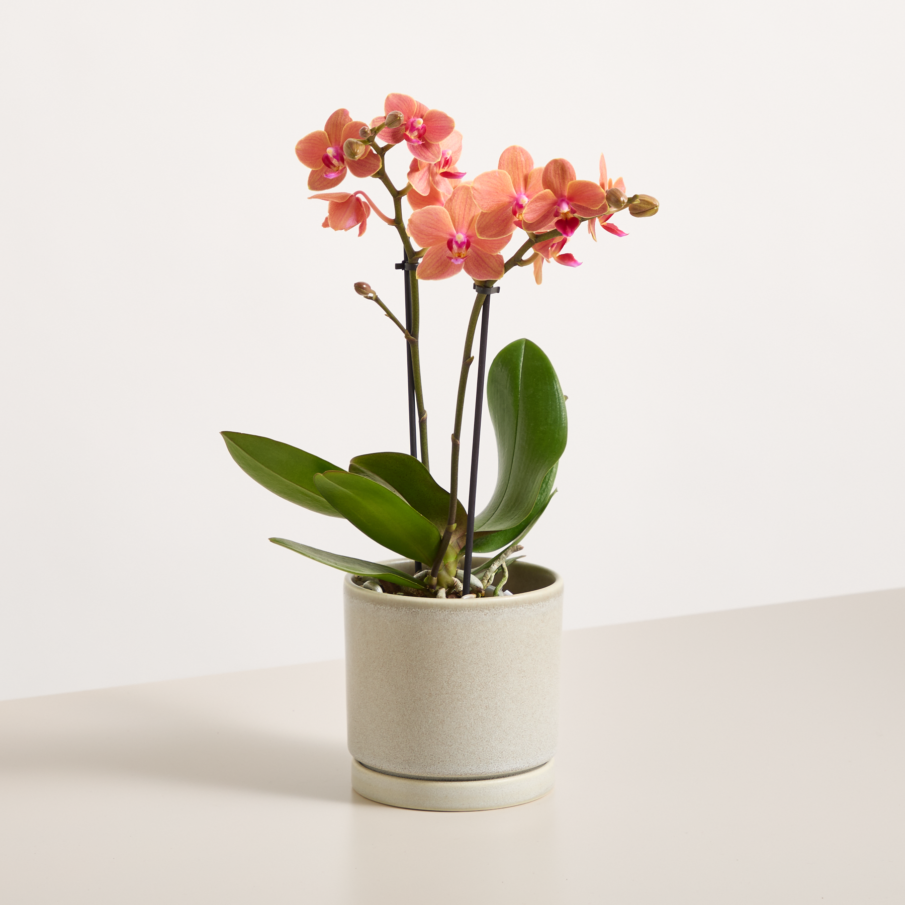 Orchidee 'Bolzano' Orange-Lila – Blumenstrauß von Blume2000 online bestellen