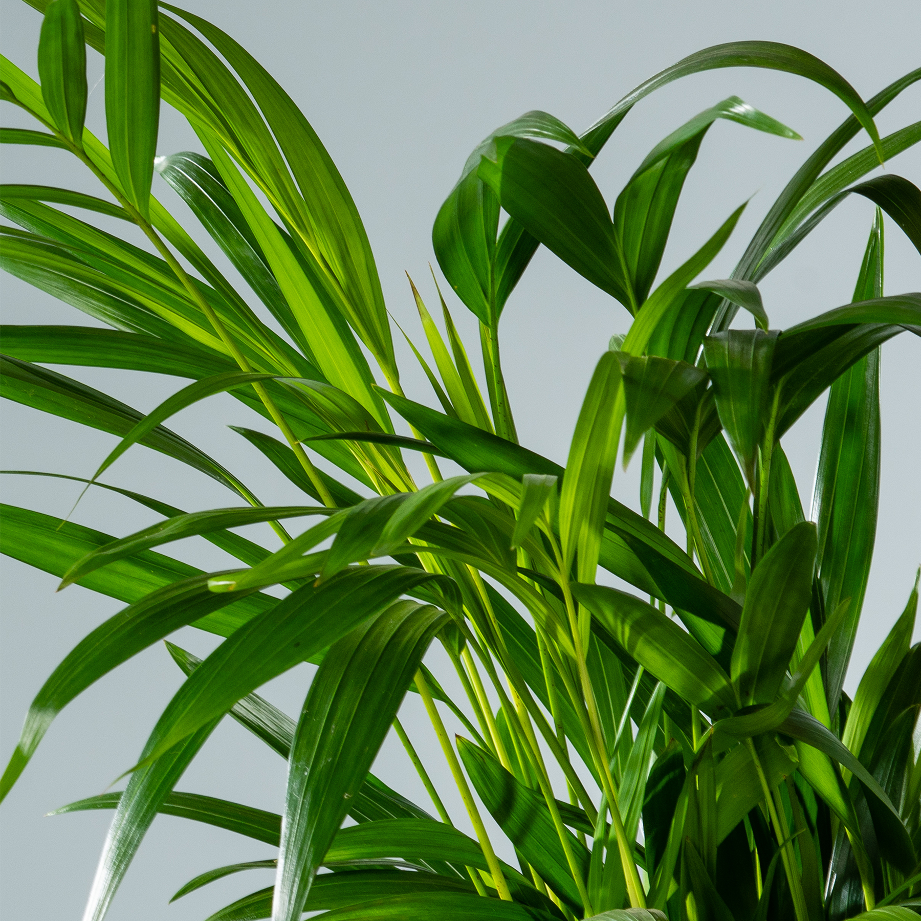 Tipps fr hitzeresistente Pflanzen | BLUME2000