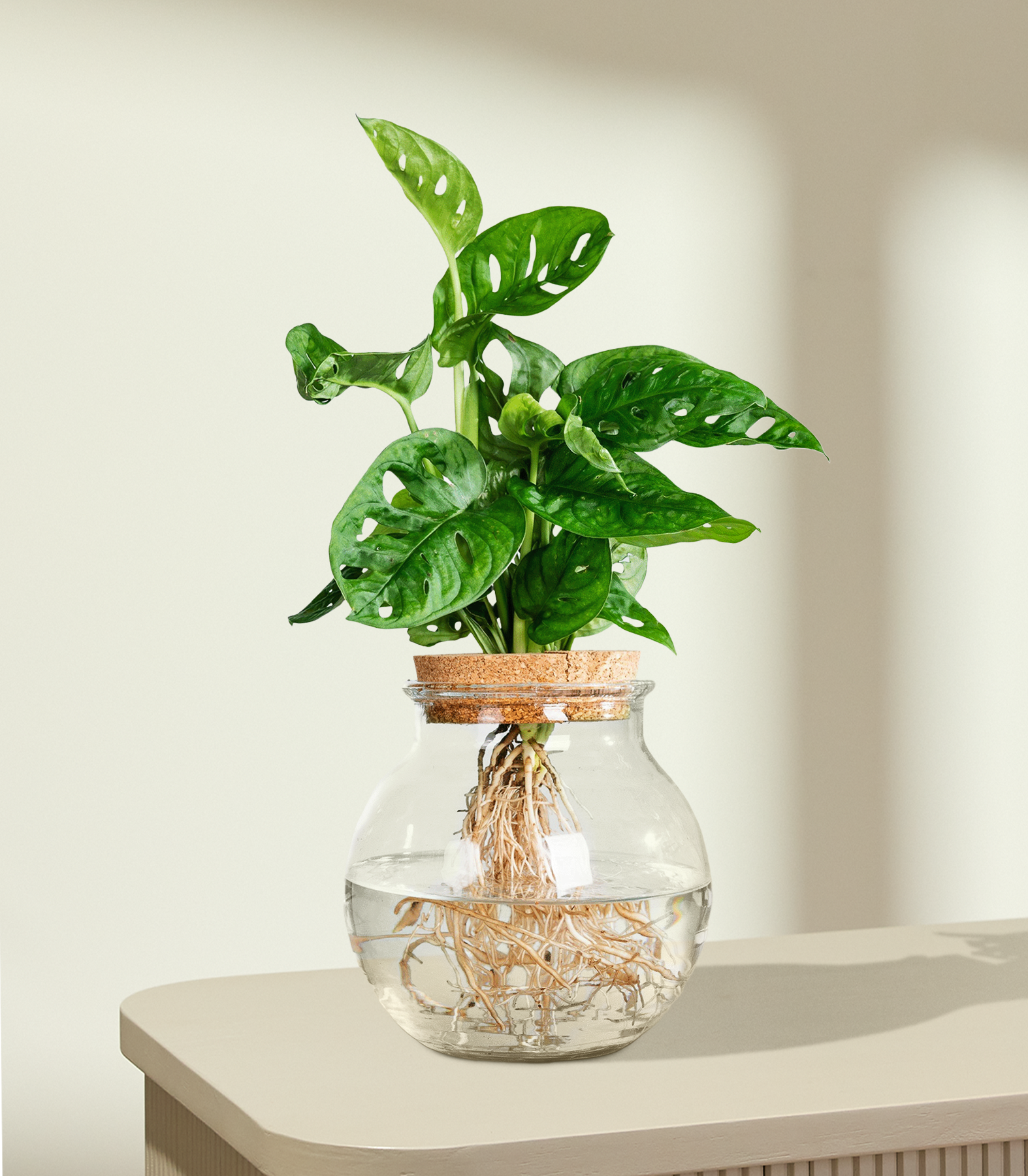 philodendron hasta Rare Silver Sword Philodendron Hastatum main image 1