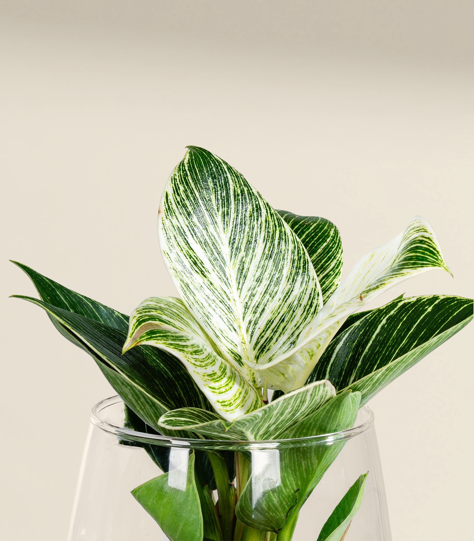 philodendron lemon lime Philodendron HEDERACEUM Lemon main image 0