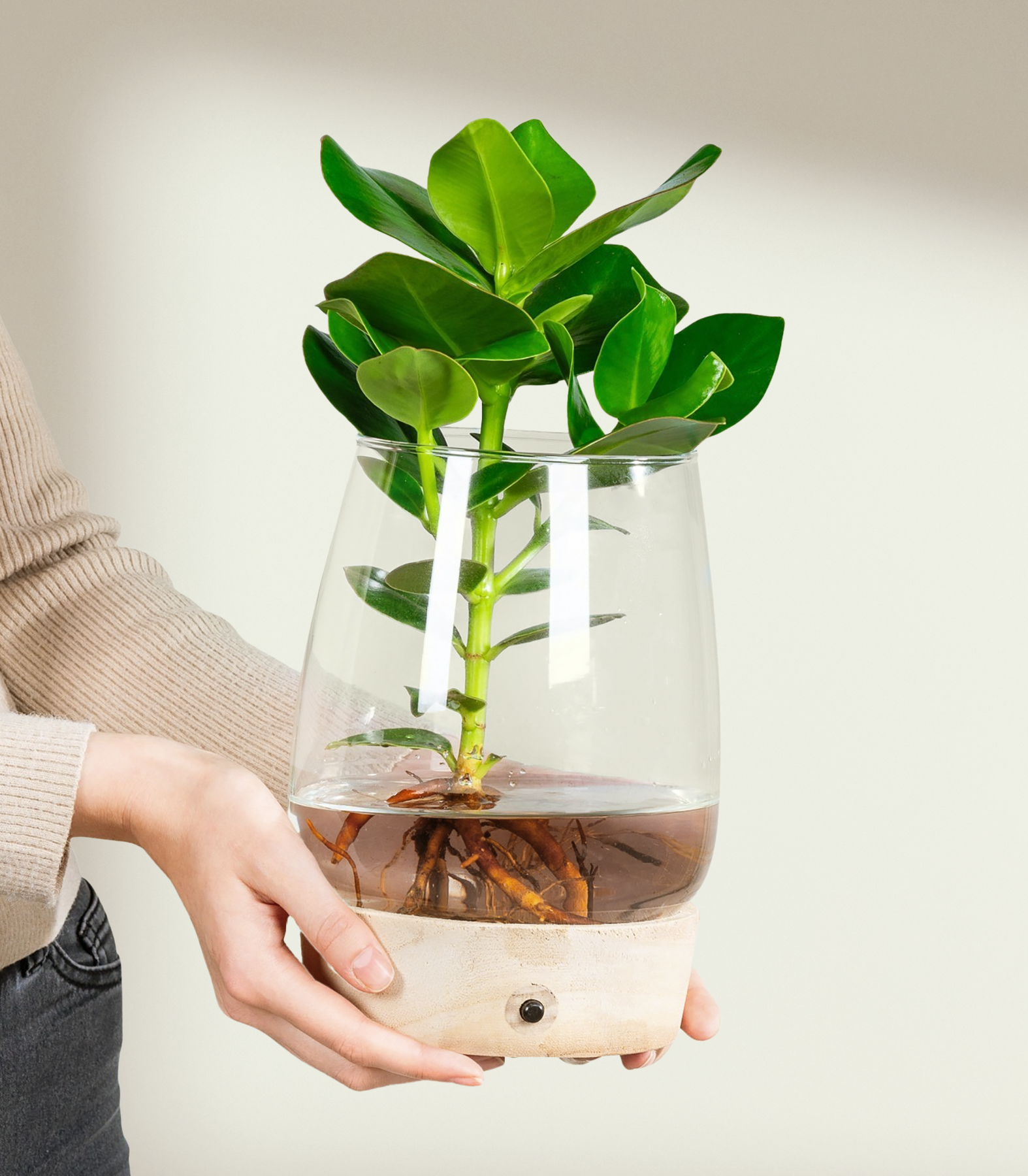 Grnpflanze im Topf Waterplant 'Clusia' im Glas mit LED