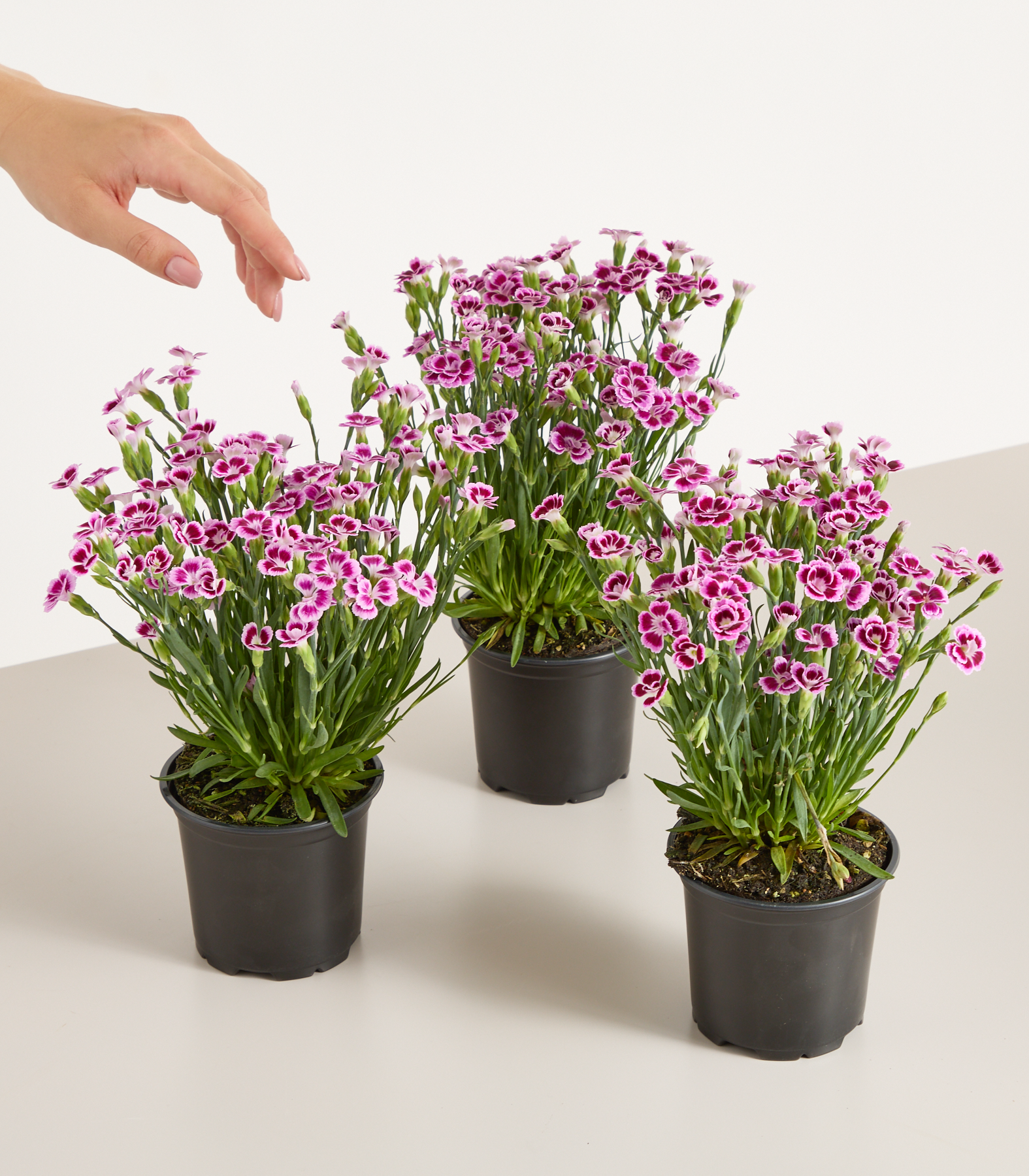 anzuchtset zimmerpflanzen Anzuchtset Minigarten BIO-Sonnenblume online kaufen