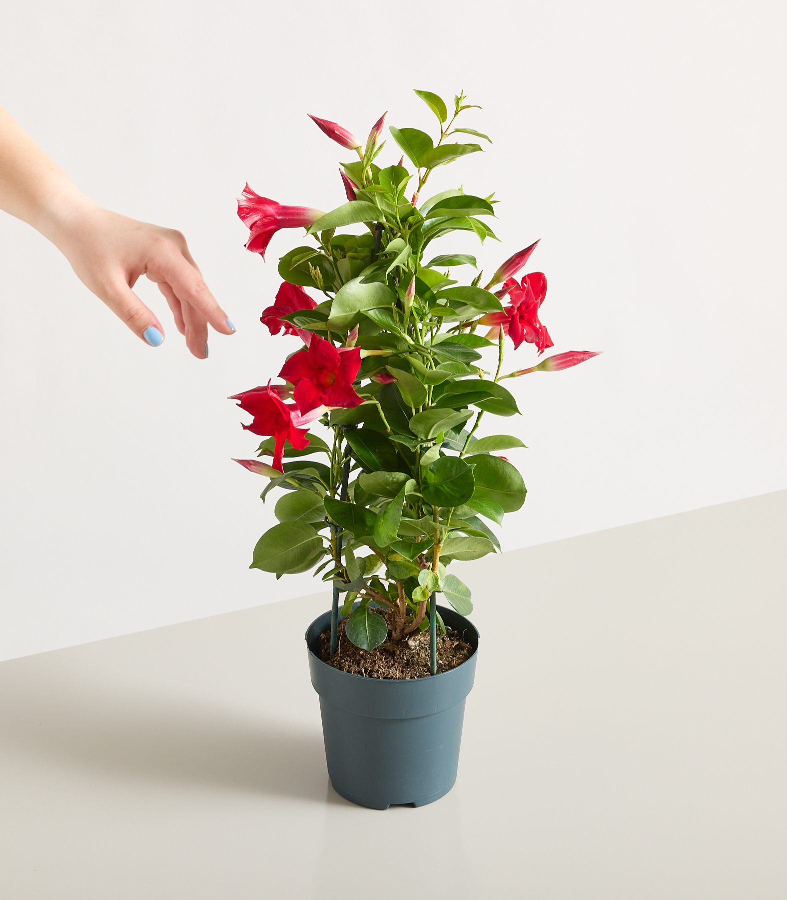 homalomena rubescens stardust variegata Homalomena Rubescens Pink Variegated (410W13) – Next World Exotics main image 0