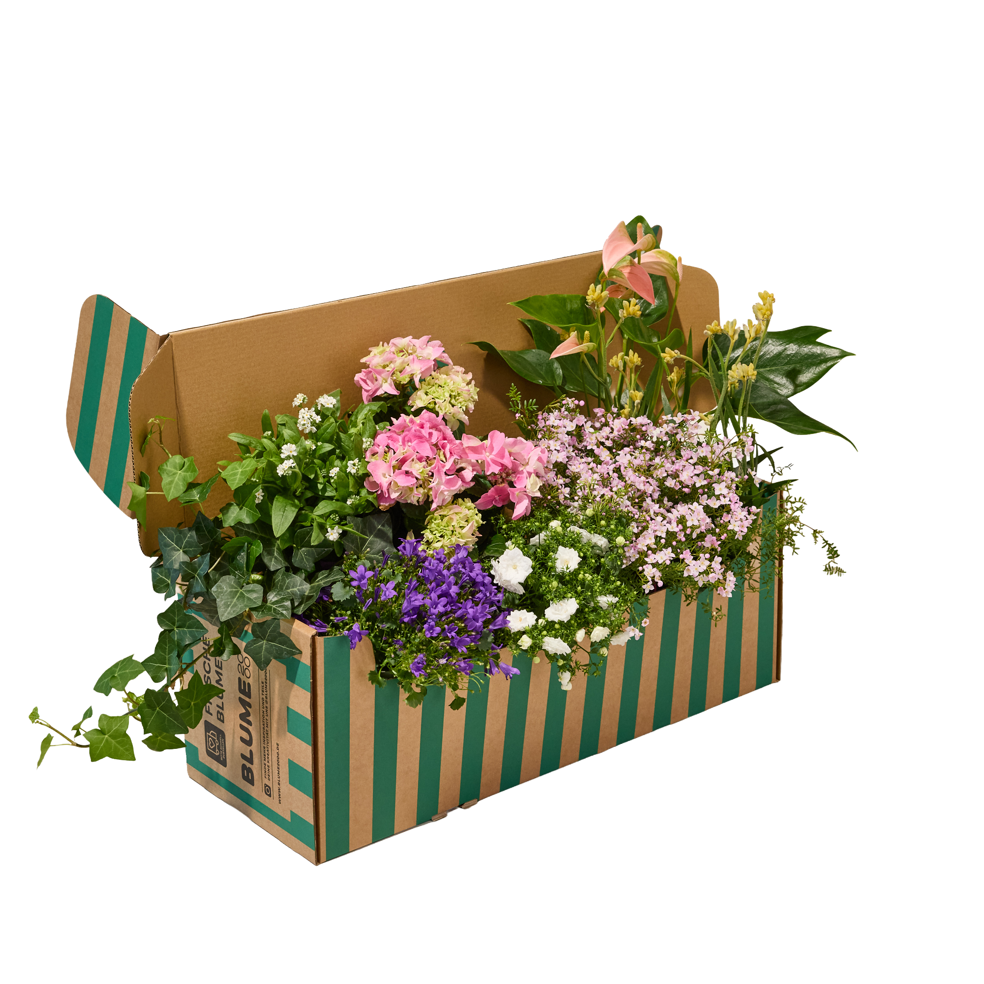 Blumen & Pflanzen online bestellen | BLUME2000