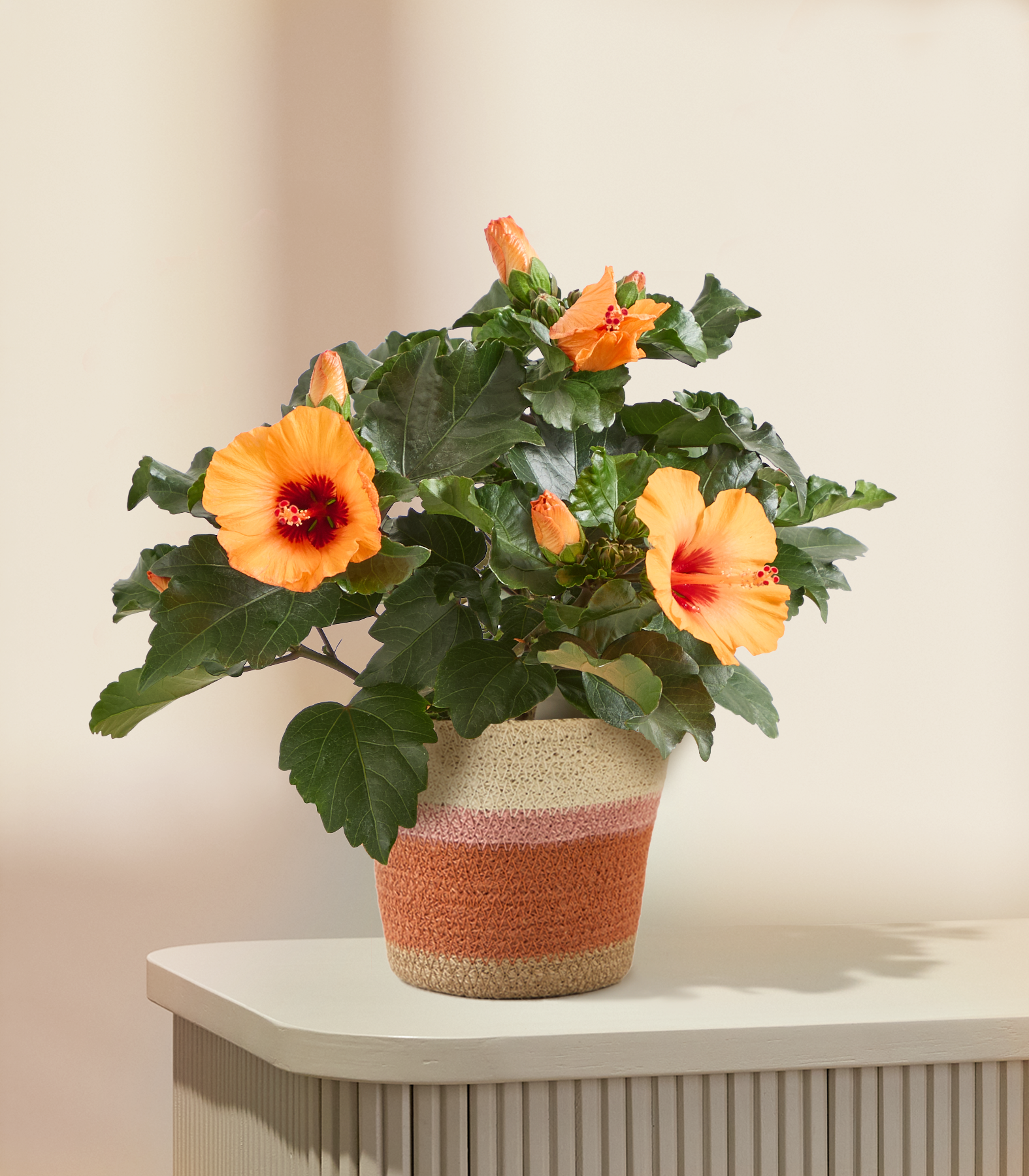 Blühpflanze im Topf Hibiskus Dreams