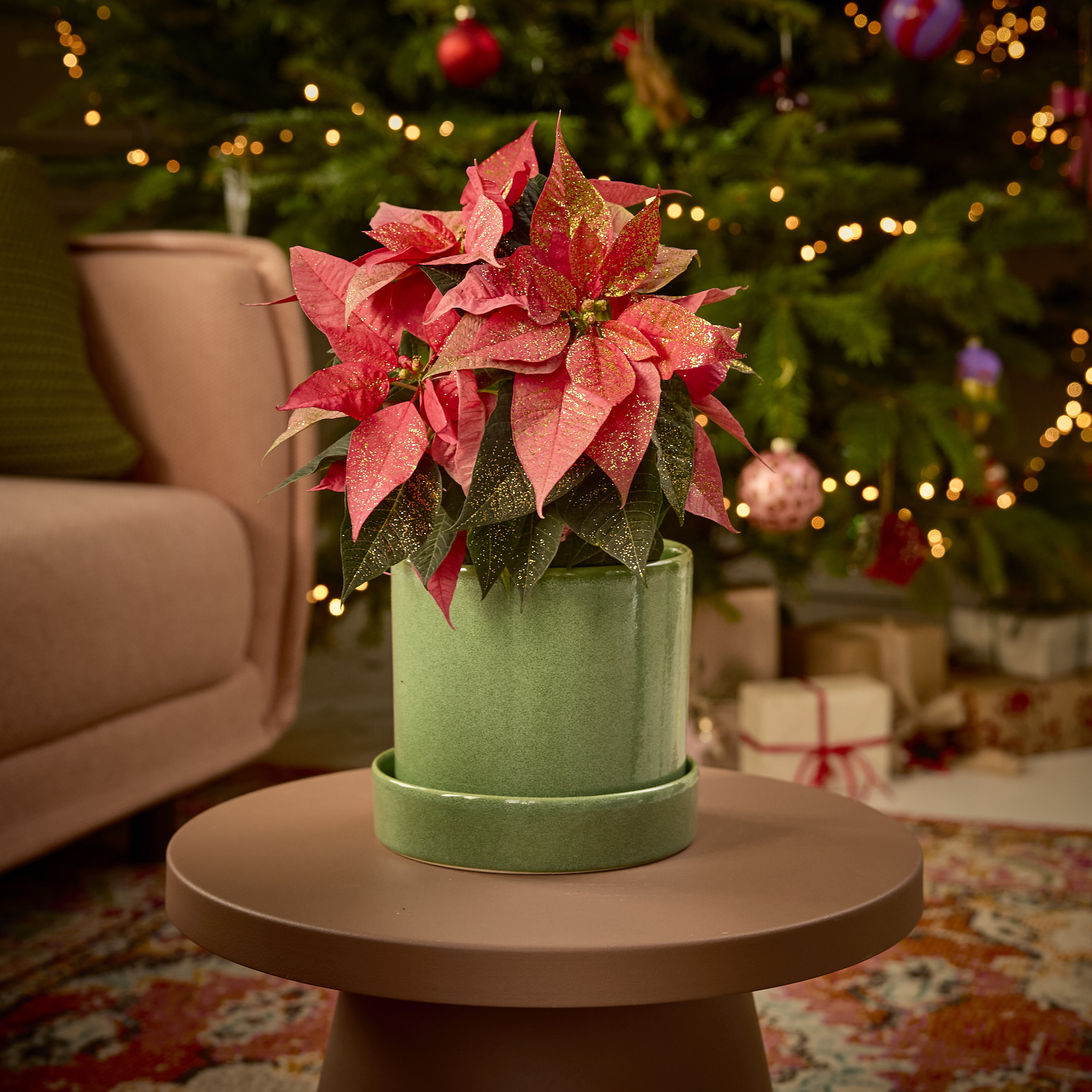 Weihnachtsblumen & Geschenke