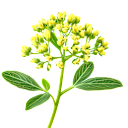 Bupleurum