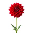 Dahlie