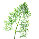 Dill