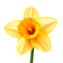 Narzissen