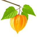 Physalis