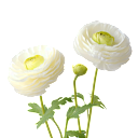 Ranunkeln