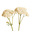 Schafgarben