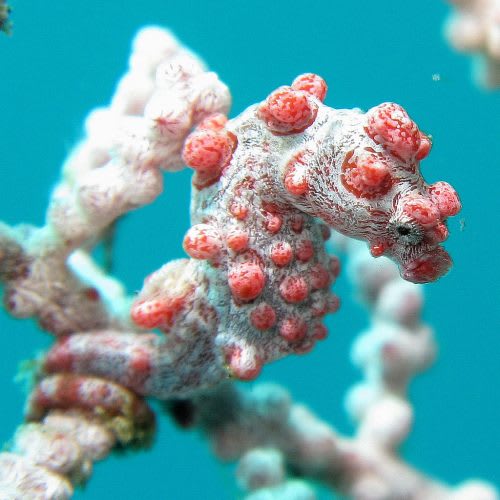 8. Hippocampus bargibanti. Un caballito de mar que vive en los arrecifes de coral de la zona comprendida entre el Indo-Pacífico y Oceanía. Su aspecto, caracterizado por los típicos tubérculos rojos, deriva de la necesidad de camuflarse entre los corales para evitar a los depredadores.